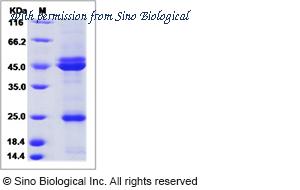 Sino Biological CT062-T08H image 1