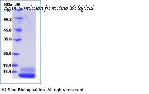 Sino Biological GMP-10360-HNCE image 1