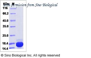 Sino Biological GMP-10584-HNAE image 1