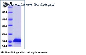 Sino Biological GMP-11821-HNAE image 1