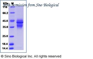Sino Biological GMP-CT011-H08H image 1