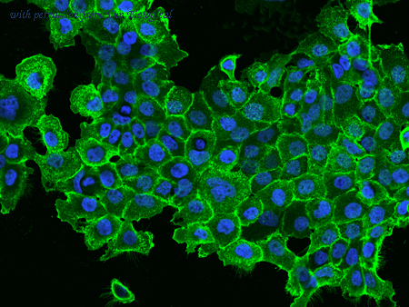 Sino Biological 10001-MM08T image 1