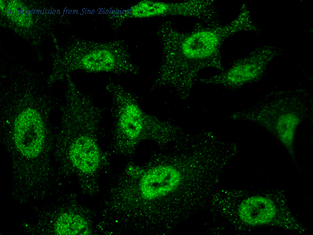Sino Biological 100226-MM09 image 1
