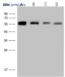 Sino Biological 100254-R001 image 1