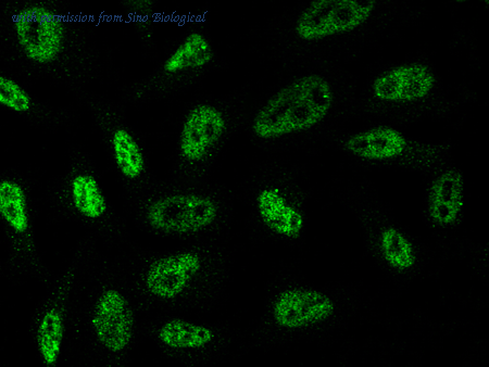 Sino Biological 100338-MM07 image 1
