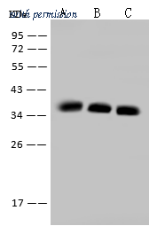 Sino Biological 10056-R305 image 1