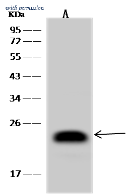 Sino Biological 10977-MM16 image 1
