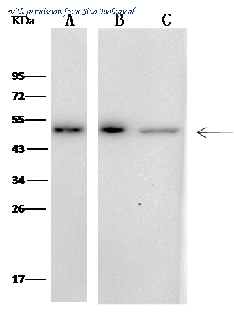 Sino Biological 13219-MM05 image 1