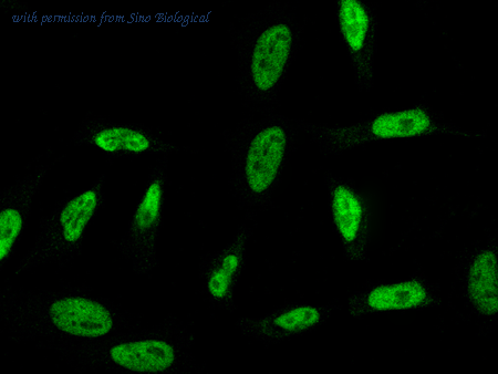 Sino Biological 14027-MM12 image 1