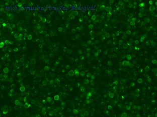 Sino Biological 80045-R141 image 1