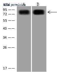 Sino Biological 12211-T62 image 1
