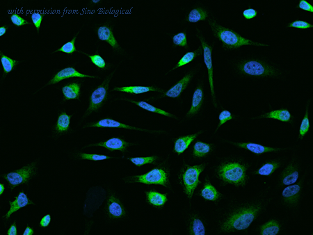 Sino Biological 201527-T02 image 1