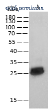 Sino Biological 40254-T62 image 1