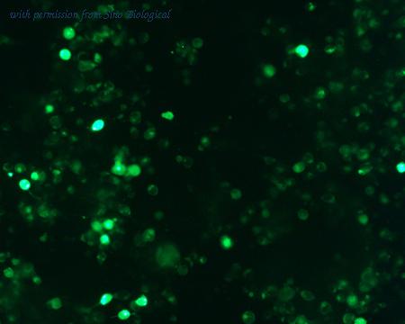 Sino Biological HG10296-ACG image 1