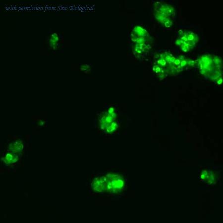 Sino Biological HG11069-ACG image 1