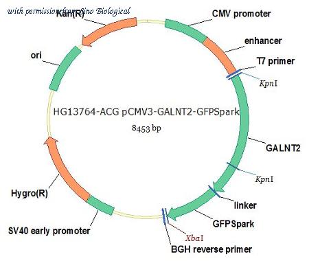Sino Biological HG13764-ACG image 1