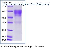 Sino Biological 10039-H02H image 1