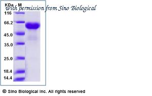 Sino Biological 10041-H02H image 1