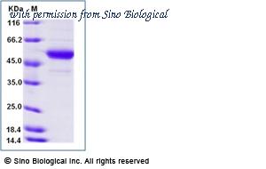 Sino Biological 10056-H42H-B image 1
