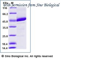 Sino Biological 10172-H07B image 1