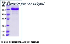 Sino Biological 10400-H02H image 1