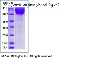 Sino Biological 10514-HNAH image 1