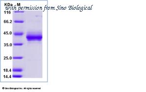 Sino Biological 10620-H02H image 1