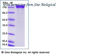 Sino Biological 10628-H02H image 1