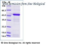 Sino Biological 10817-H30E-B image 1