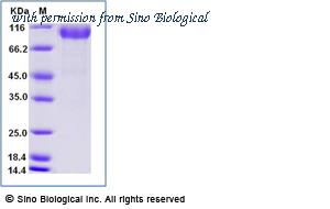 Sino Biological 10852-H02H image 1
