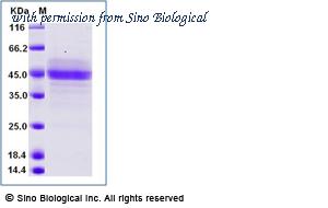 Sino Biological 11483-H02H image 1