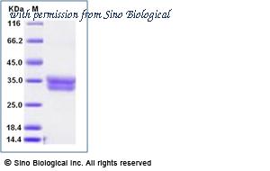 Sino Biological 11543-H08H-B image 1