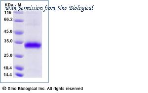Sino Biological 12139-H08B image 1