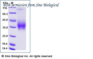 Sino Biological 12283-H27H-B image 1