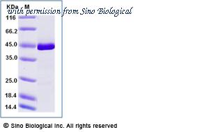 Sino Biological 14093-H08B image 1