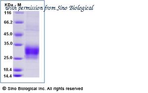 Sino Biological 16497-H08H image 1