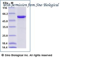 Sino Biological 20738-H07B image 1