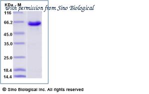 Sino Biological 21010-H07B image 1
