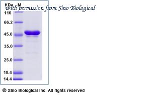 Sino Biological 40543-V08B5 image 1