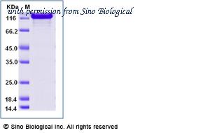 Sino Biological 40572-A08B image 1