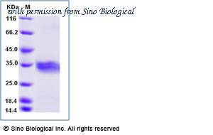 Sino Biological 50003-M08B1 image 1