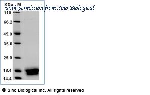 Sino Biological 50047-M08B image 1