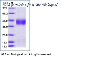 Sino Biological 50083-M07H-B image 1