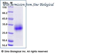 Sino Biological 50945-M07H image 1