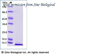 Sino Biological 51136-MNAE-B image 1