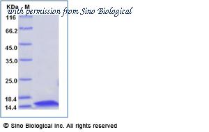 Sino Biological 69008-A07E image 1