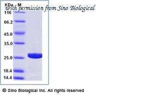 Sino Biological 69013-A08E image 1