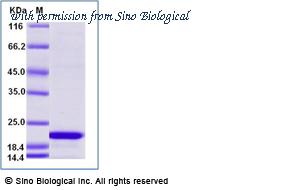 Sino Biological 70261-D08H image 1