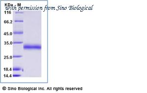 Sino Biological 90027-C08B image 1