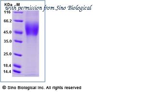 Sino Biological 90051-C08H image 1